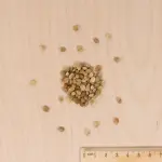 Plantes utiles - Engrais vert Sainfoin - BIO - Grand Modèle - MEDIA_3D